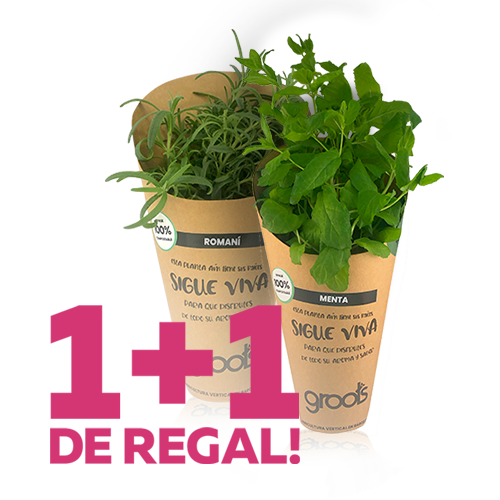 1+1 de Regalo Planta de Menta + Planta de Romaní Groots